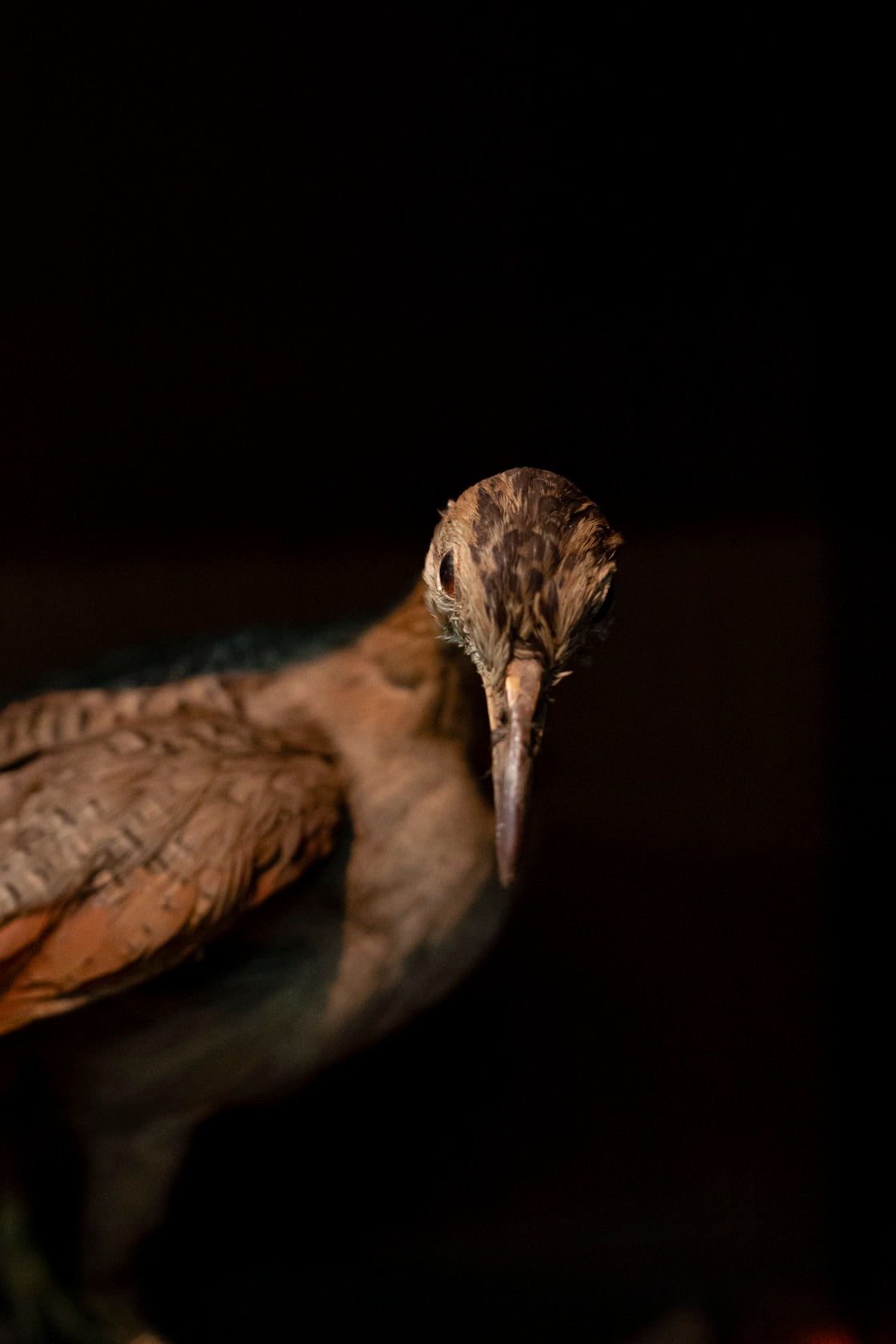 Colección de Ornitología
